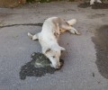 Περισσότερα από 25 αδέσποτα σκυλιά και γατιά νεκρά από φόλες σε Βέροια και Πατρίδα