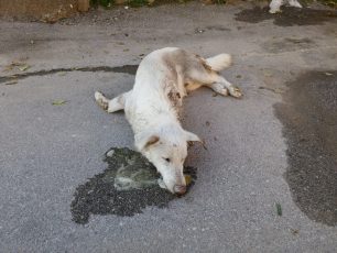 Περισσότερα από 25 αδέσποτα σκυλιά και γατιά νεκρά από φόλες σε Βέροια και Πατρίδα