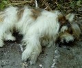 Βέροια: Καταδικάστηκε ερήμην η γυναίκα που πέταξε απ' το μπαλκόνι το σκυλί της συγκατοίκου της