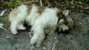Βέροια: Καταδικάστηκε ερήμην η γυναίκα που πέταξε απ' το μπαλκόνι το σκυλί της συγκατοίκου της