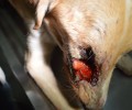Αναζητούν τον δράστη που πυροβόλησε εξ επαφής και τύφλωσε τον σκύλο στα Βίλια Αττικής (βίντεο)