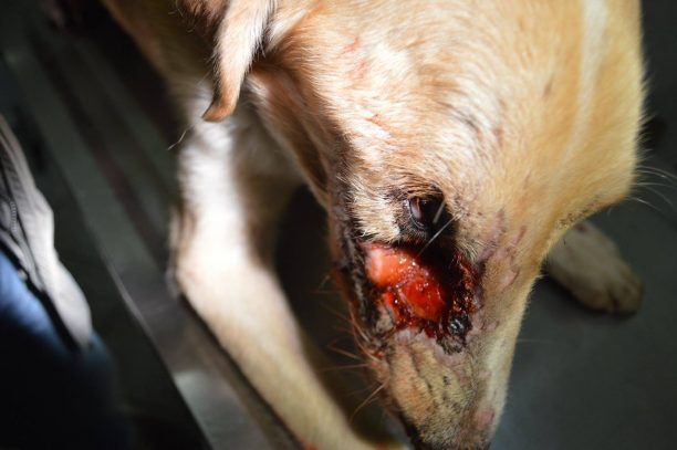 Αναζητούν τον δράστη που πυροβόλησε εξ επαφής και τύφλωσε τον σκύλο στα Βίλια Αττικής (βίντεο)