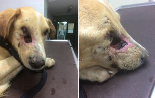 Τυφλό και από τα δύο μάτια το σκυλί που πυροβολήθηκε εξ επαφής στα Βίλια Αττικής (βίντεο)
