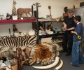 WWF: Μεγαλώνει η παγκόσμια απειλή από το παράνομο εμπόριο άγριων ζώων