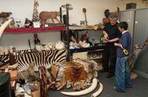 WWF: Μεγαλώνει η παγκόσμια απειλή από το παράνομο εμπόριο άγριων ζώων