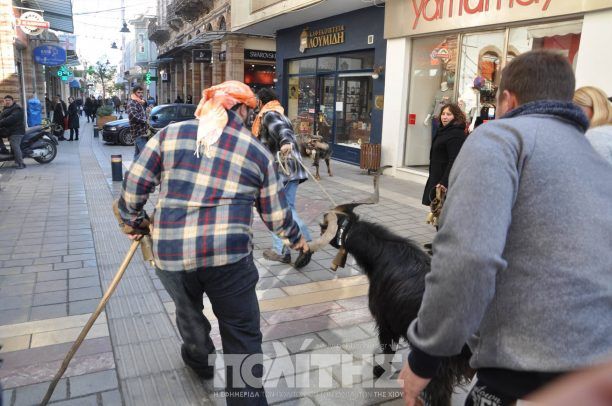 Κτηνοτρόφοι στη Χίο διαμαρτυρήθηκαν εναντίον της κυβέρνησης ταλαιπωρώντας (ως συνήθως) ζώα (βίντεο)