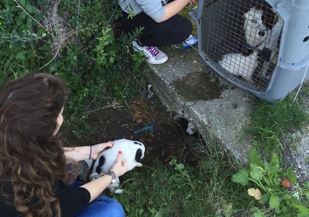 Ζάκυνθος: Έσωσαν 7 κουταβάκια και μια σκυλίτσα με τη βοήθεια της Πυροσβεστικής