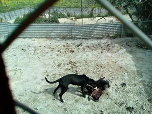 Σκόπιμη ενέργεια η εγκατάλειψη σκύλου τον οποίο σκότωσαν σκυλιά που φιλοξενεί η Ζωόφιλη Δράση στο Γάζι (βίντεο)