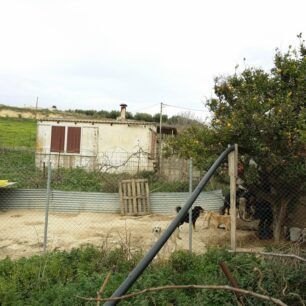 ZoofiliDrasiGaziMaravelaki 20 2 2016 1