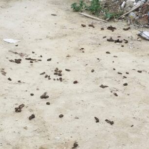 ZoofiliDrasiGaziMaravelaki 20 2 2016 3