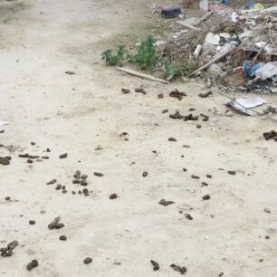 ZoofiliDrasiGaziMaravelaki 20 2 2016 5