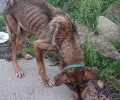 Έκκληση για τον εντοπισμό του σκελετωμένου σκύλου που περιφέρεται στον Άγιο Θωμά Αιτωλοακαρνανίας