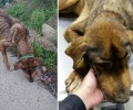 Σοβαρή η κατάσταση του σκελετωμένου σκύλου που περιφερόταν στον Άγιο Θωμά Αιτωλοακαρνανίας