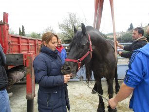 Γιάννενα: Στο Κέντρο Θεραπευτικής Ιππασίας 11 άλογα που τραυματίστηκαν σε τροχαίο στην Εγνατία Οδό (βίντεο)