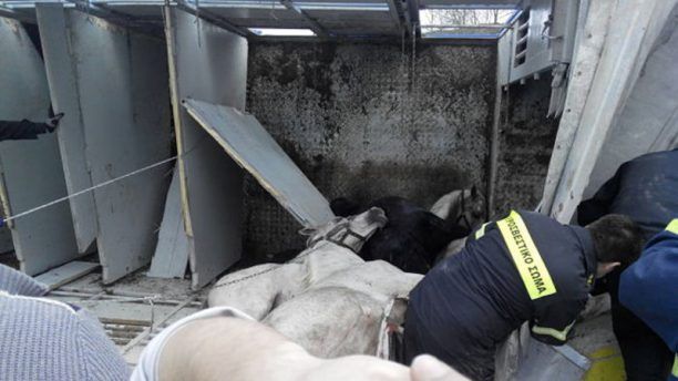 Ανετράπη νταλίκα στην Εγνατία Οδό που μετέφερε δεκάδες άλογα, άγνωστος ο αριθμός των νεκρών ζώων