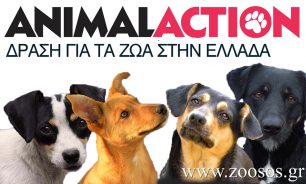 Διήμερο στειρώσεων αδέσποτων σκύλων στην Λαμία από την ANIMAL ACTION