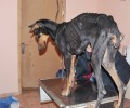 Ένας μόνο νοιάστηκε για το αποστεωμένο και ακρωτηριασμένο σκυλί που αργοπέθαινε στην Άρια Ναυπλίου…
