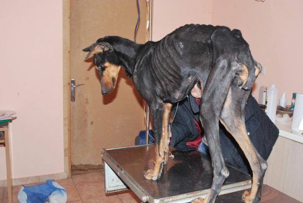Ένας μόνο νοιάστηκε για το αποστεωμένο και ακρωτηριασμένο σκυλί που αργοπέθαινε στην Άρια Ναυπλίου…