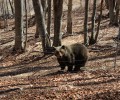 Ξύπνησαν οι αρκούδες από τον σύντομο χειμέριο ύπνο τους στο Καταφύγιο του ΑΡΚΤΟΥΡΟΥ στη Φλώρινα