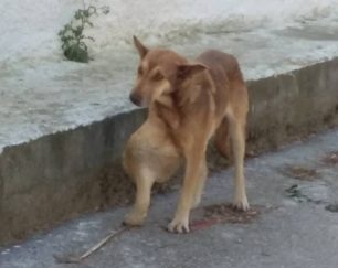 Αδιαφόρησε ο Δήμος Σπάτων - Αρτέμιδας για το σκυλί που πάσχει από καρκίνο στον πνεύμονα και στο πόδι και το παράτησε στο δρόμο