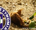 Νεκρό από φόλα ένα γατάκι στο Κοντόπευκο Αγίας Παρασκευής στην Αττική