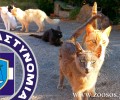 Διαταγή της Διεύθυνσης Αστυνομίας Λασιθίου για ελέγχους των συνθηκών διαβίωσης των ζώων