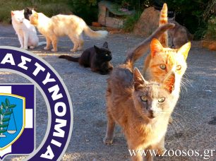 Θεσσαλονίκη: Ο αναπληρωτής διοικητής του νοσοκομείου δεν έδιωξε τις γάτες!