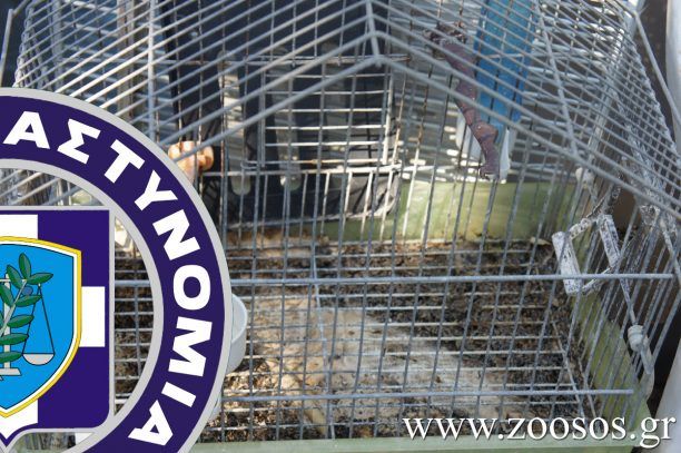 Ναύπακτος: Συνελήφθη ο άνδρας που είχε παγιδεύσει σε κλουβιά 178 άγρια πουλιά