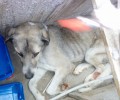 Παιανία: Βρήκαν το αδέσποτο σκυλί να σέρνεται πυροβολημένο με καραμπίνα και αεροβόλο!