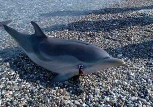Βρήκε το δελφίνι νεκρό πυροβολημένο στην παραλία Συκιάς Ξυλοκάστρου