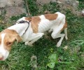 Βρήκαν τον σκελετωμένο σκύλο να αργοπεθαίνει από την ασιτία στην Επισκοπή Ιεράπετρας (βίντεο)
