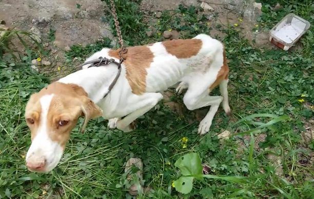 Βρήκαν τον σκελετωμένο σκύλο να αργοπεθαίνει από την ασιτία στην Επισκοπή Ιεράπετρας (βίντεο)