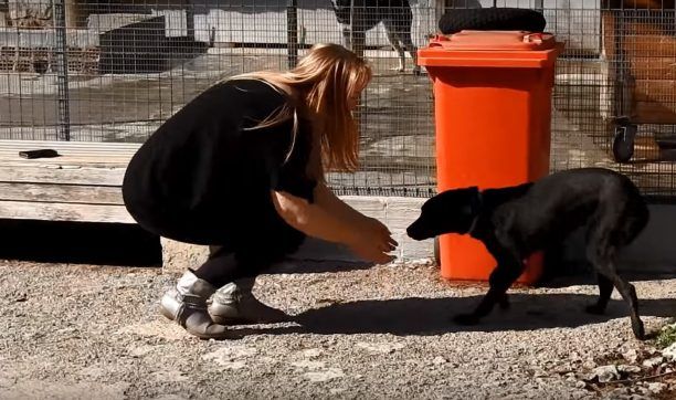 Ολλανδή υιοθέτησε την αδέσποτη σκυλίτσα παρά το γεγονός ότι πάσχει από νευρολογική βλάβη (βίντεο)