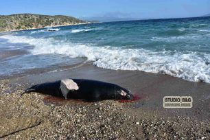 Βρήκαν την φώκια πυροβολημένη στο κεφάλι στο Βιβάρι Ναυπλίου (βίντεο)