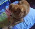 Χανιά: Υιοθετήθηκε η διάσημη πια αδέσποτη σκυλίτσα του περιφερόταν στο νοσοκομείο