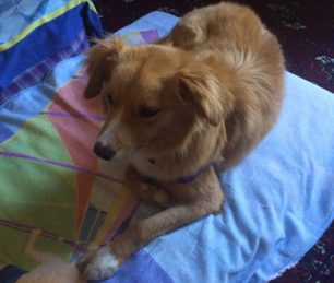 Χανιά: Υιοθετήθηκε η διάσημη πια αδέσποτη σκυλίτσα του περιφερόταν στο νοσοκομείο