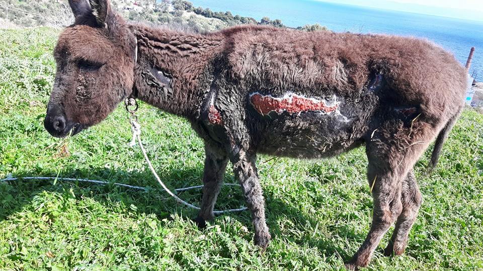 Ρέθυμνο Κρήτης: Εντοπίστηκε οδηγός που έδεσε σκύλο στον προφυλακτήρα Ι.Χ. και «μετέφερε» έτσι το ζώο 24 GaidouritsaLesvosBella3 2016
