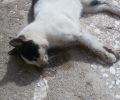 Δεκάδες γάτες δηλητηριασμένες από φόλες στη Λαμία Φθιώτιδας