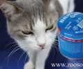 Ηλιούπολη: Αναζητούν την γάτα που είδαν μ’ ένα γκαζάκι δεμένο με σύρμα στο κορμί της