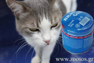 Ηλιούπολη: Αναζητούν την γάτα που είδαν μ’ ένα γκαζάκι δεμένο με σύρμα στο κορμί της