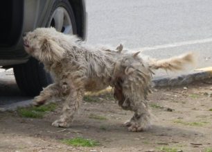 Φρόντισαν την αδέσποτη σκυλίτσα που βρήκαν σε κακή κατάσταση στο Κιλκίς