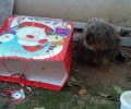 Ηλιούπολη: Πέταξε με μια σακούλα πολυτελείας το κακοποιημένο ρατσάτο σκυλί