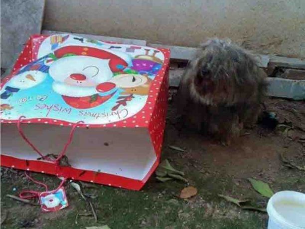Ηλιούπολη: Πέταξε με μια σακούλα πολυτελείας το κακοποιημένο ρατσάτο σκυλί