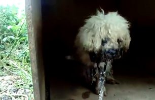 Έκκληση για την φιλοξενία των γέρικων σκυλιών που κακοποιούσε συστηματικά ο ιδιοκτήτης τους στην Αγία Μαρίνα Αττικής (βίντεο)