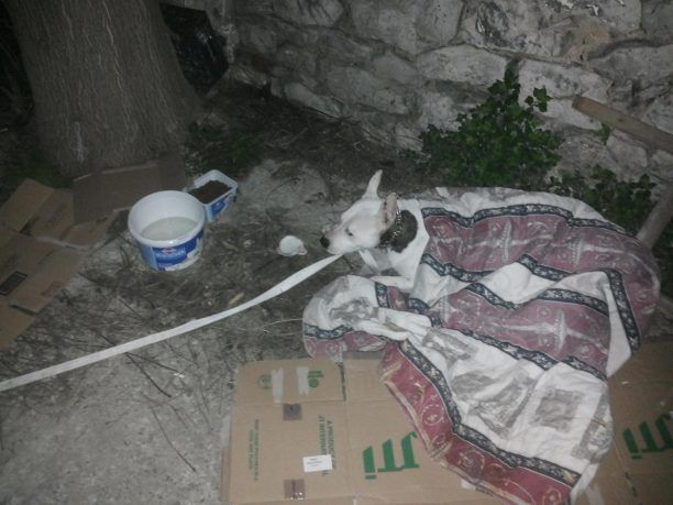 Άνδρες του Λιμενικού έσωσαν τον σκύλο που βρέθηκε τραυματισμένος πάνω σε βράχο μέσα στη θάλασσα στο Καραμπουρνάκι