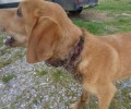 Καρδιτσομαγούλα: Βρήκαν τον σκύλο να υποφέρει με την θηλιά από σύρμα γύρω από τον λαιμό του