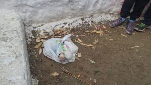 Κάρπαθος: Πέταξε τα νεογέννητα κουτάβια που έκλεισε σε σακούλα στην αυλή του σχολείου