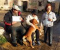 Υιοθέτησε τον σκύλο που έκαψαν ανήλικοι στις Κεραμειές Κεφαλλονιάς (βίντεο)