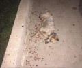 Κως: 24-3-2017 η δίκη του δολοφόνου του σκύλου