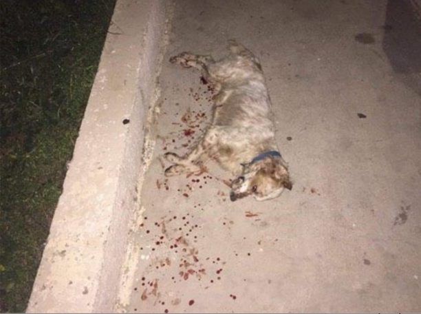 21-2-2020 η δίκη του άνδρα που πυροβόλησε και σκότωσε αδέσποτο σκύλο στο χωριό Δίκαιο της Κω το 2016